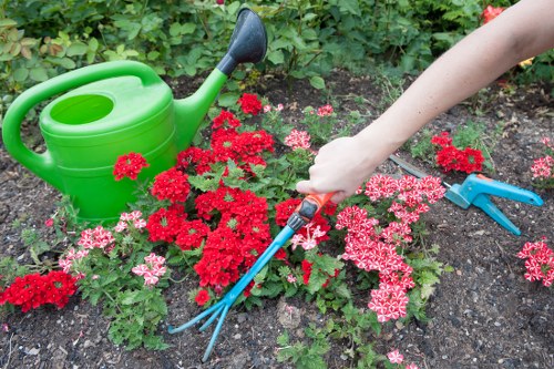 Close-up of hedge trimmed with tools and cuttings