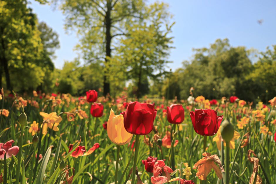 A vibrant garden scene within Clissold Park, showing a lush flowerbed filled with blooming tulips and primroses in shades of red, yellow, and pink. The flowers are densely planted, with some tulip pet