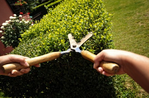 Local hedge trimming professionals in Stoke Newington
